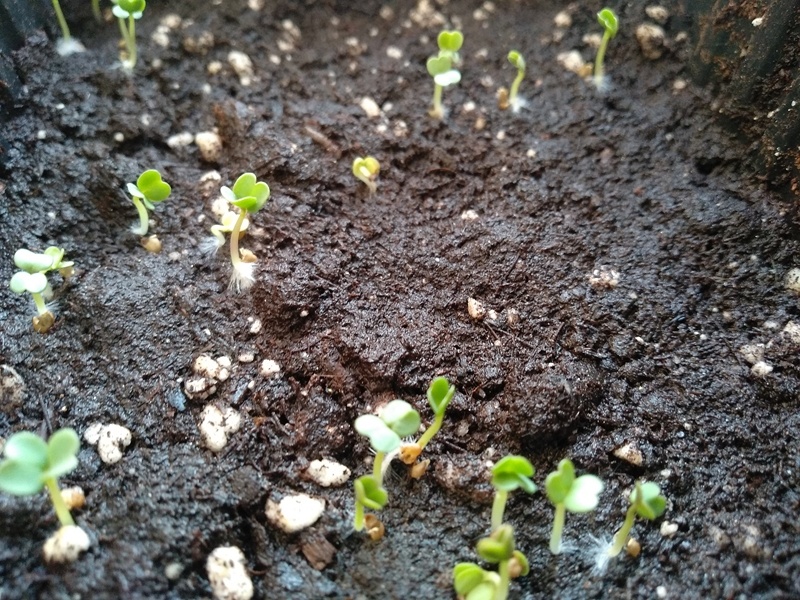 Всходы рукколы