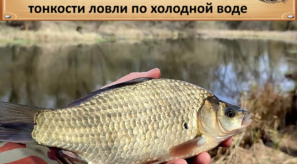 🎣 Апрельский карась: тонкости ловли по холодной воде