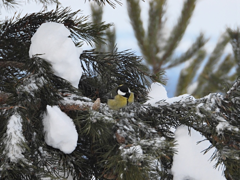 Большая синица