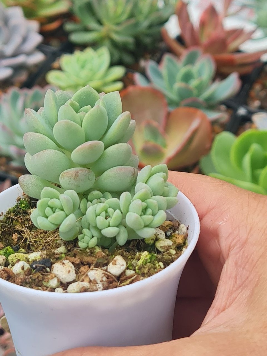 Эхеверия Пролифика, ноябрь.