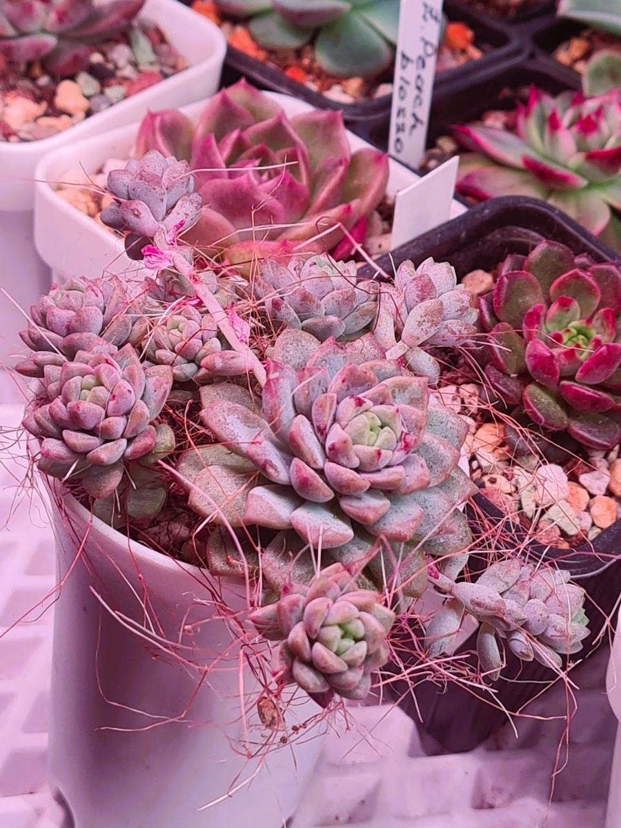 Эхеверия Пролифика. Февраль