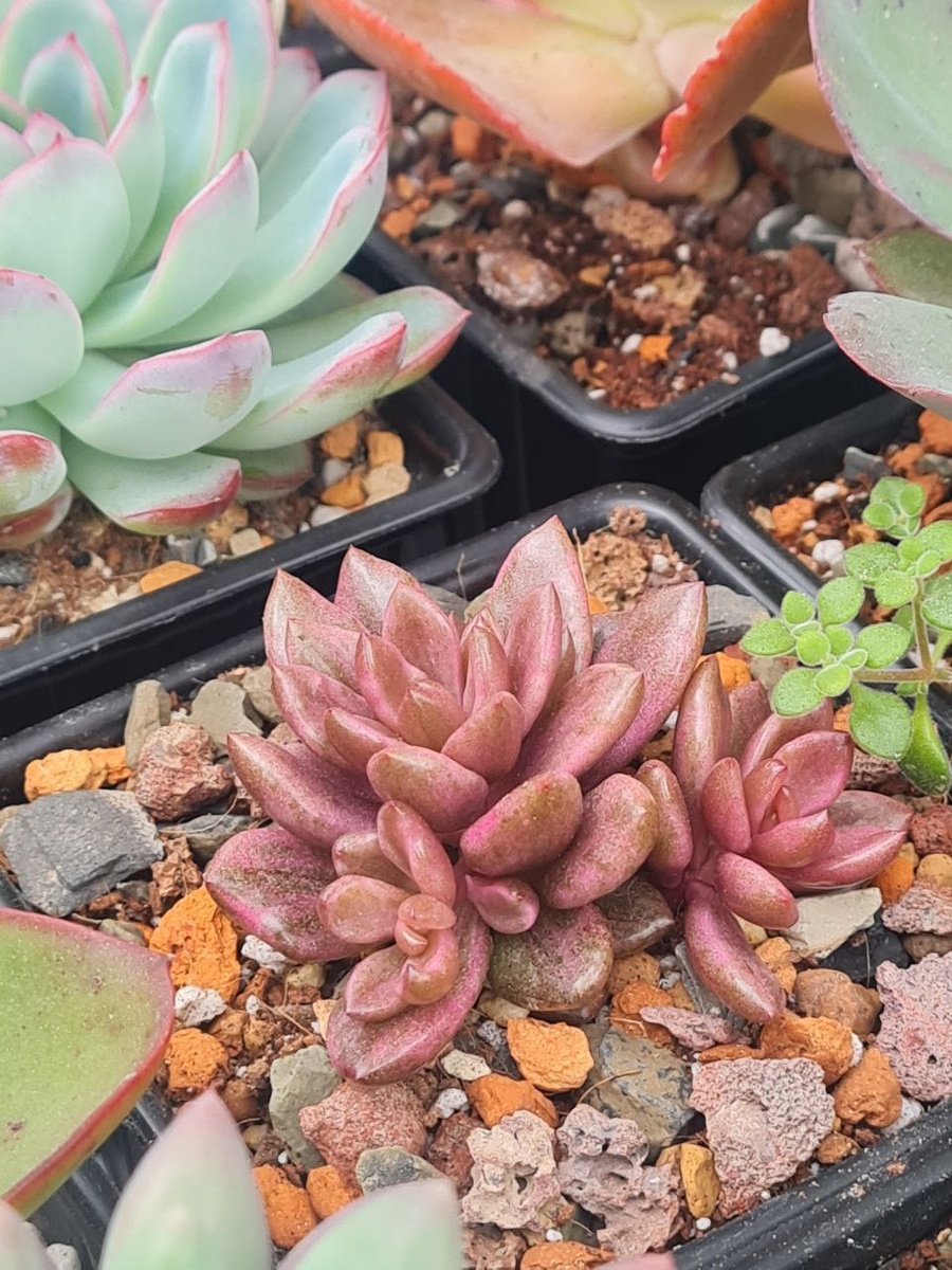 Ленопеталум шоколад голд. Ноябрь