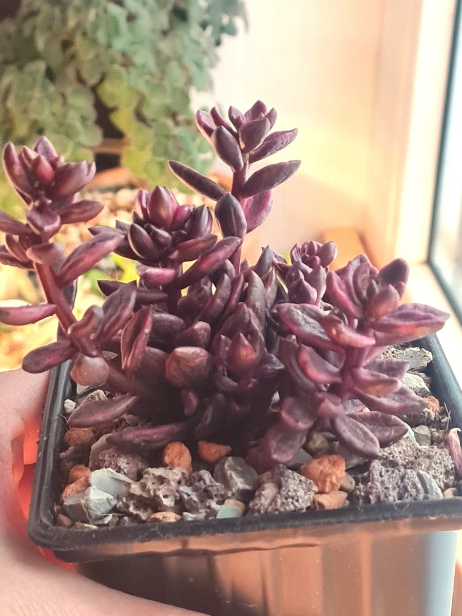 Ленопеталум голд шоколадный. Февраль