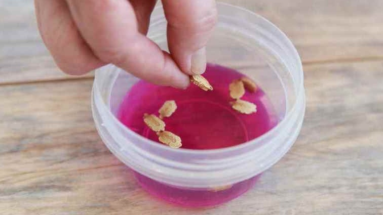 Марганцовка действует еще агрессивнее.