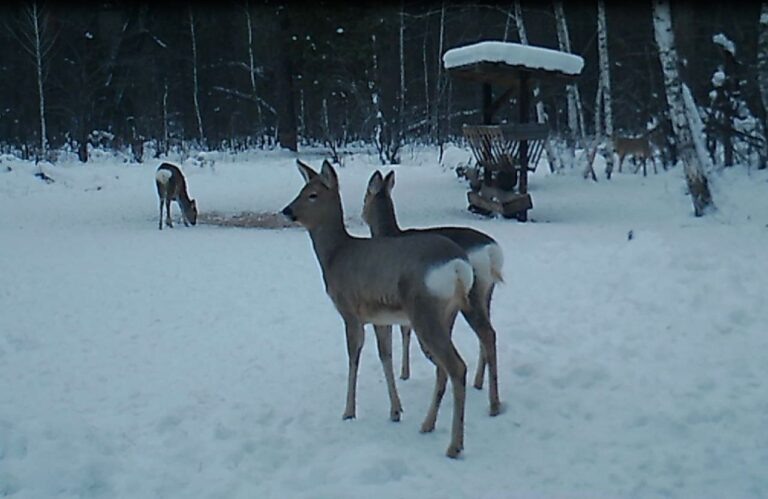    В Бузулукском бору косули и кабаны обедают по очереди Мария Чалкина