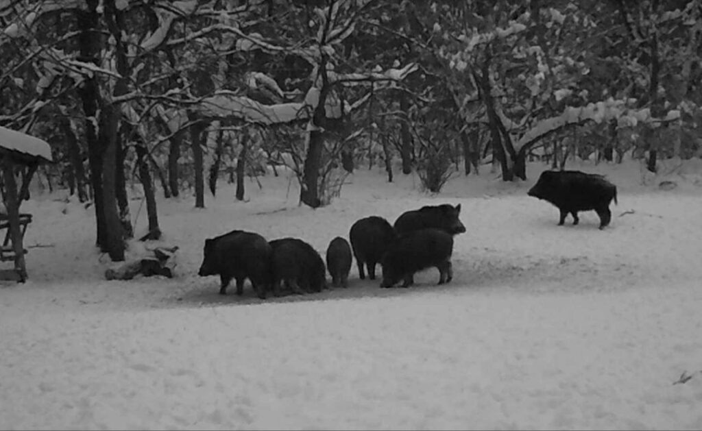    В Бузулукском бору косули и кабаны обедают по очереди Мария Чалкина