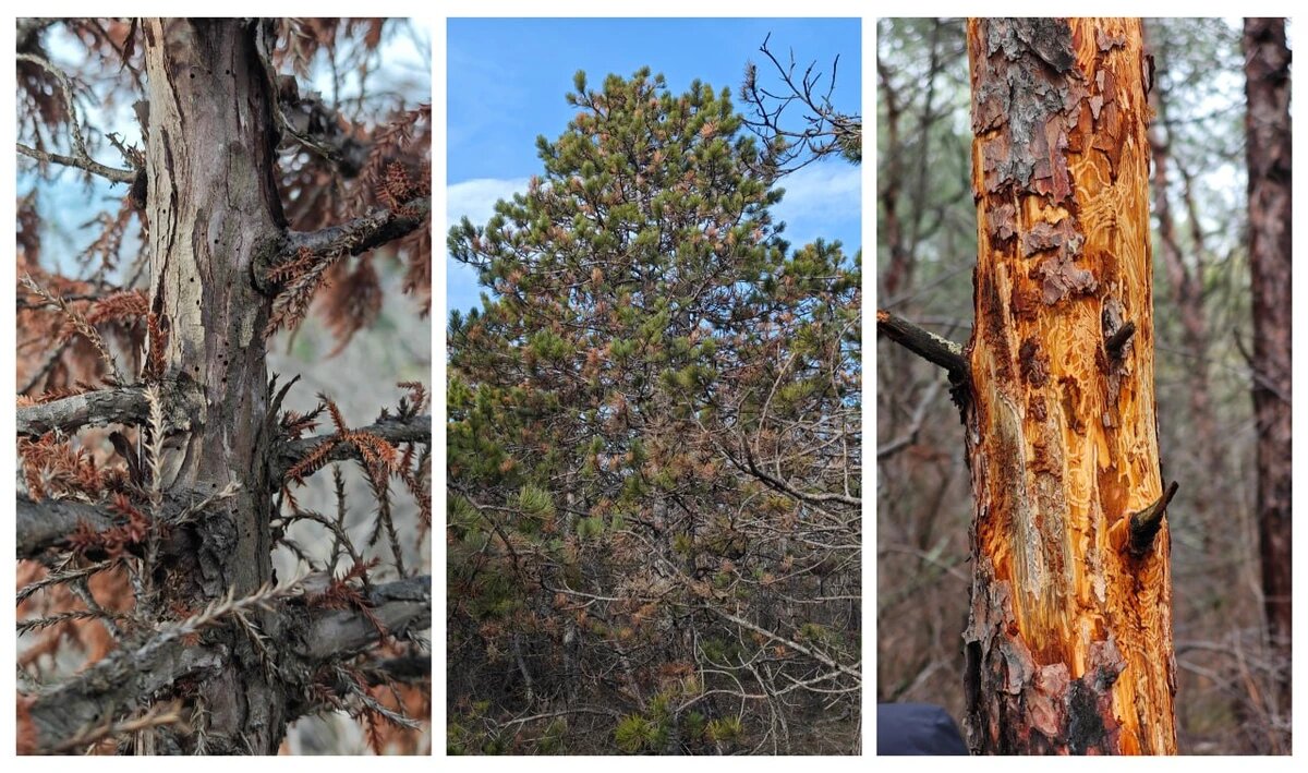    Фото пресс-службы Субтропического научного центра РАН
