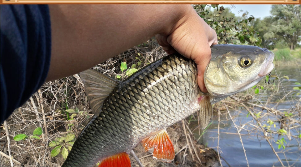 🐛 Тайное оружие на налима и голавля: забытая наживка