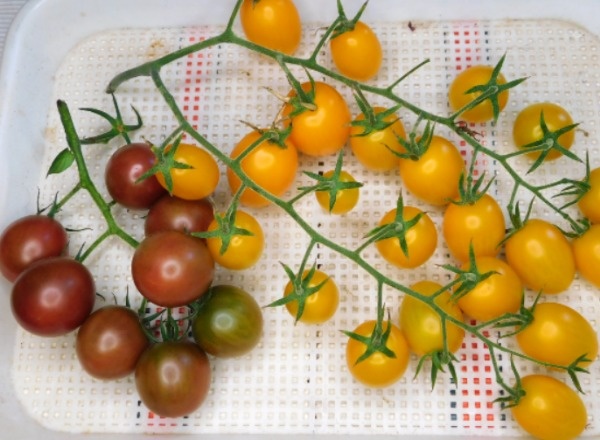 Черри Краски F1 и Black cherry