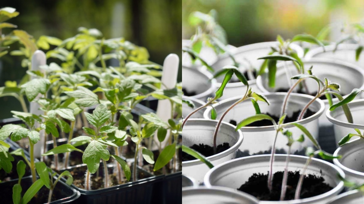 Разница в развитии рассады через месяц после всходов - результат налицо