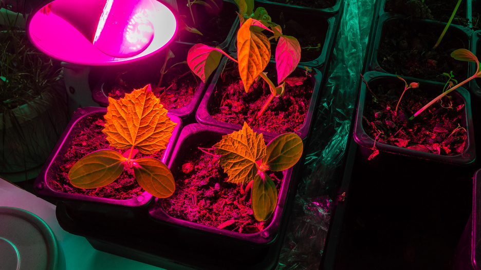 Всходы круглосуточного освещения