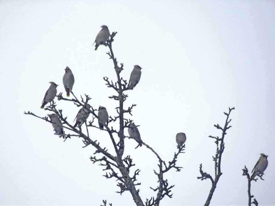    Птицы в Алтайском заповеднике в январе 2026 года. Источник: altzapoved.ru