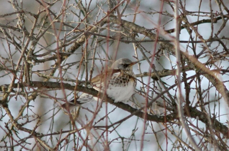    Птицы в Алтайском заповеднике в январе 2026 года. Источник: altzapoved.ru