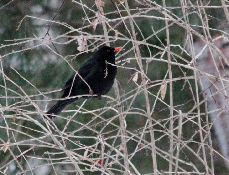    Птицы в Алтайском заповеднике в январе 2026 года. Источник: altzapoved.ru