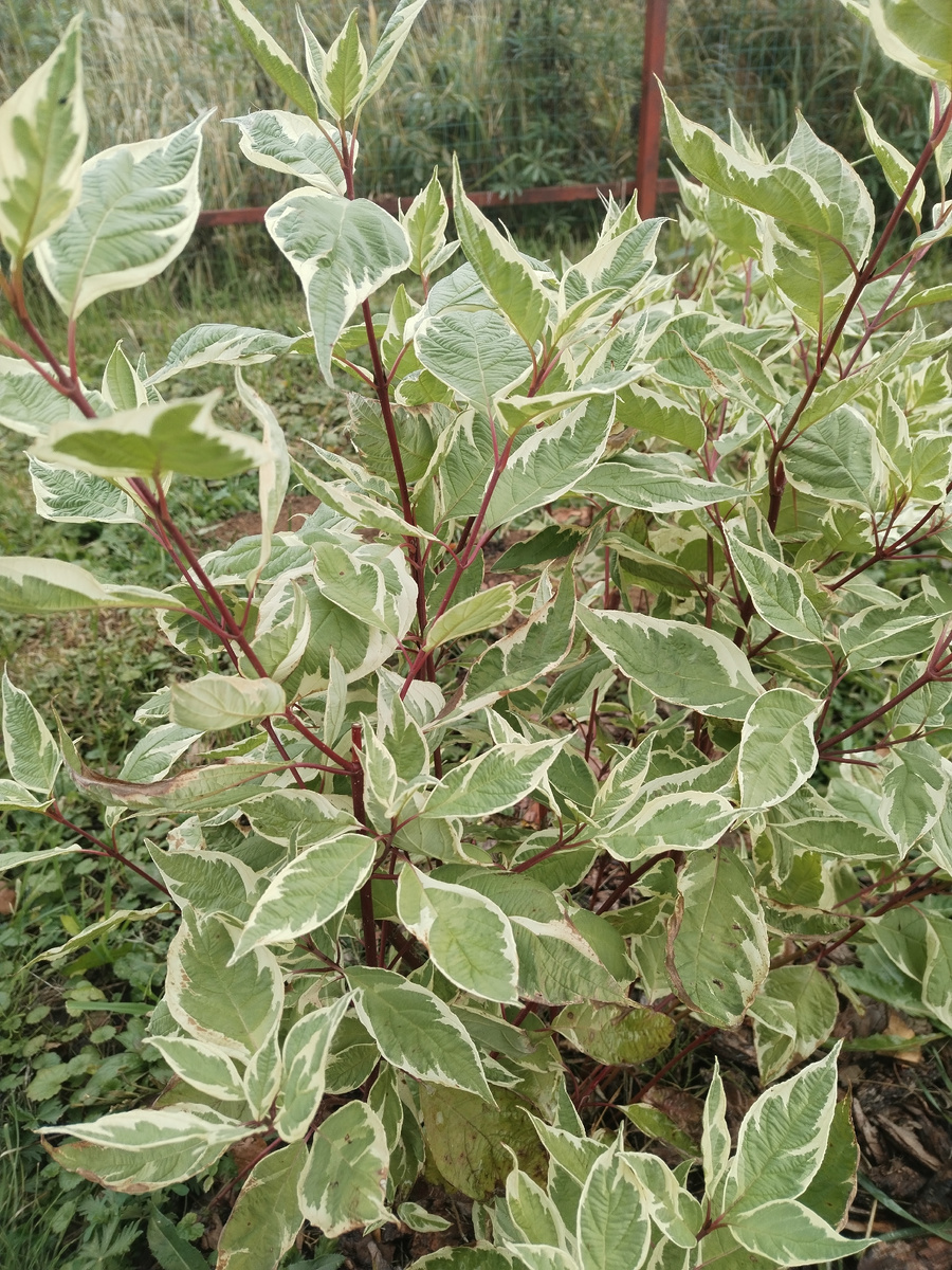 дерен белый Элегантиссима