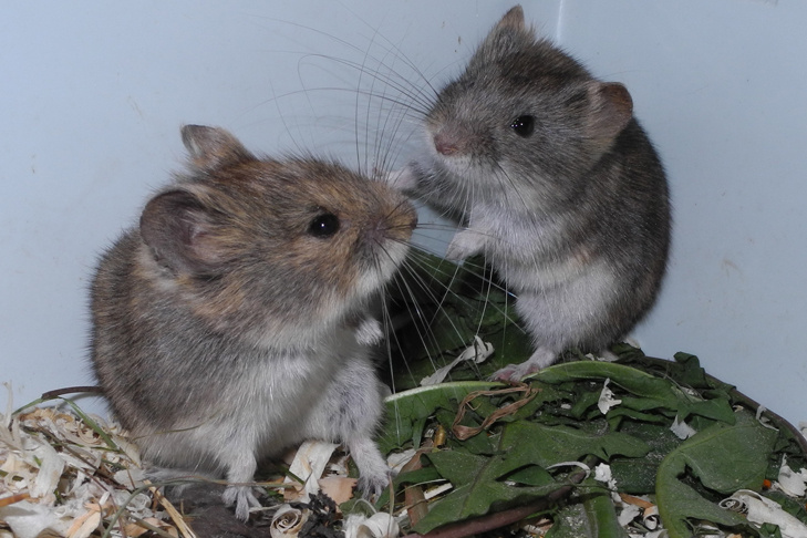    Фото "Наука в Сибири"