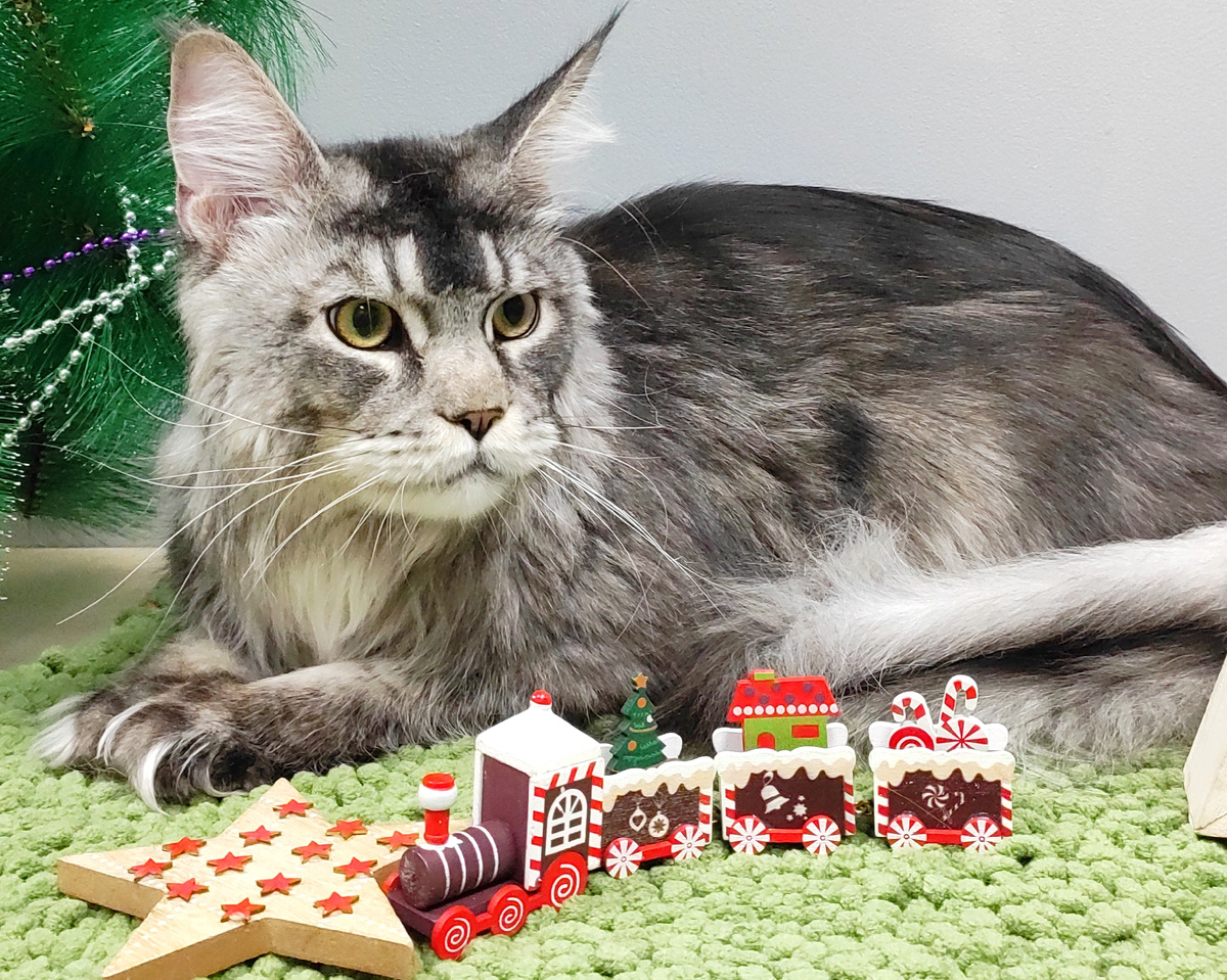 Мейн-кун после уходовых процедур