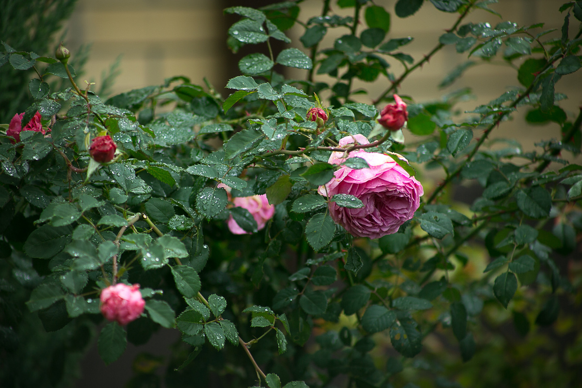 Автор фото Елена Якимова / Greenfingers