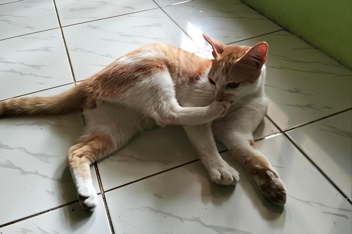 Кот лежит на полу и чешется 