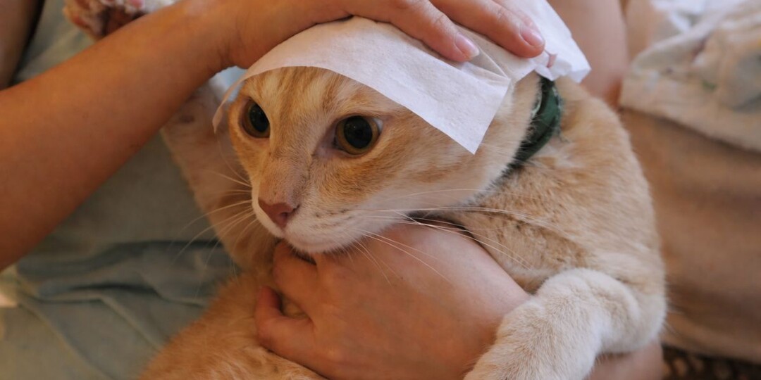 Нотоэдроз у кошек: «а это передаётся человеку?» — самый частый вопрос хозяев