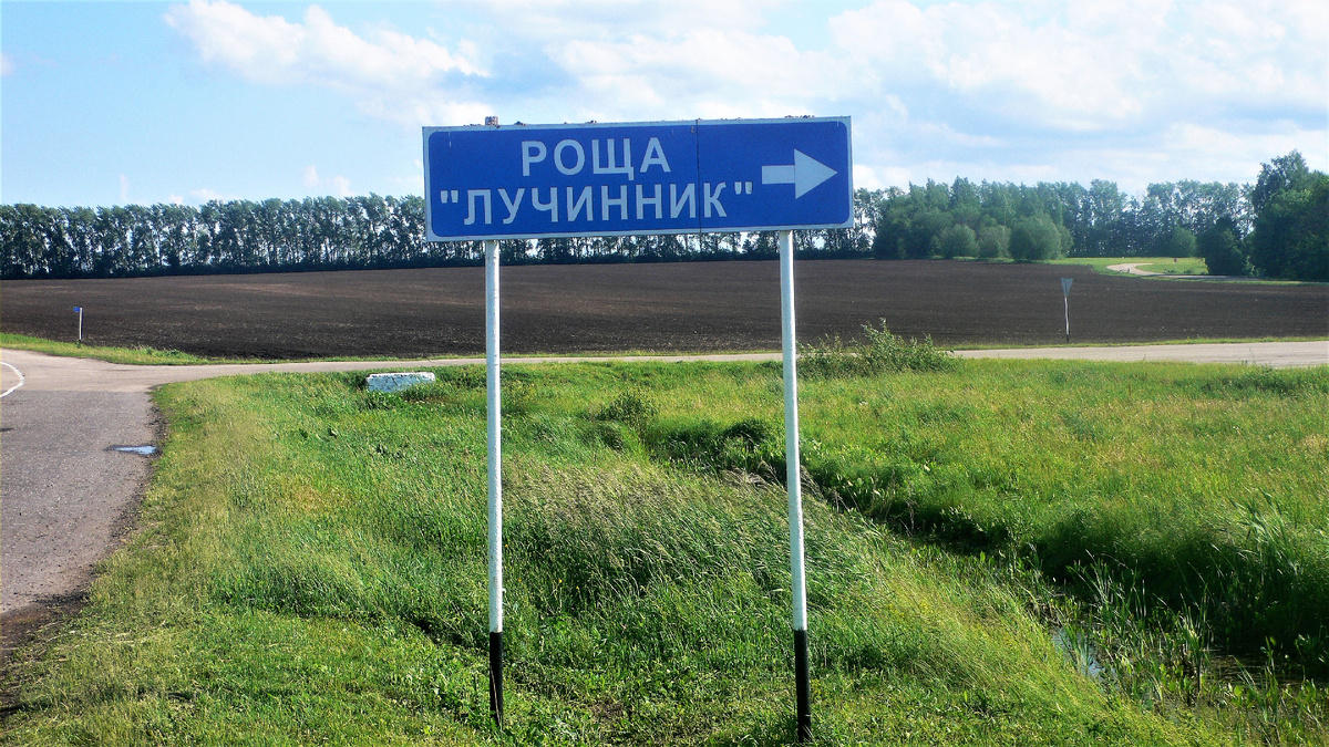 Поворот к роще