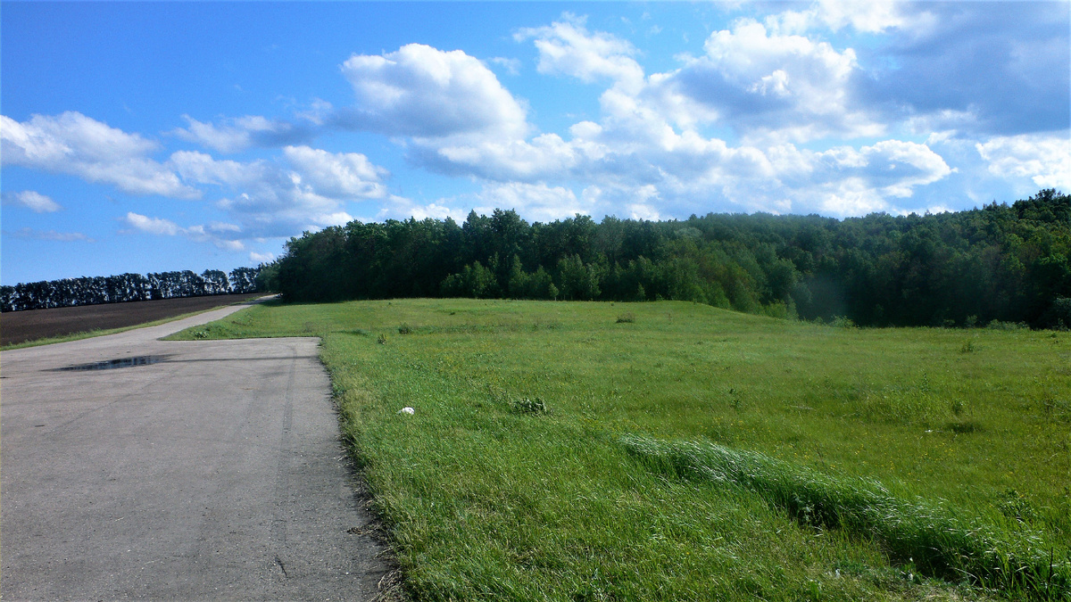 Вид на рощу