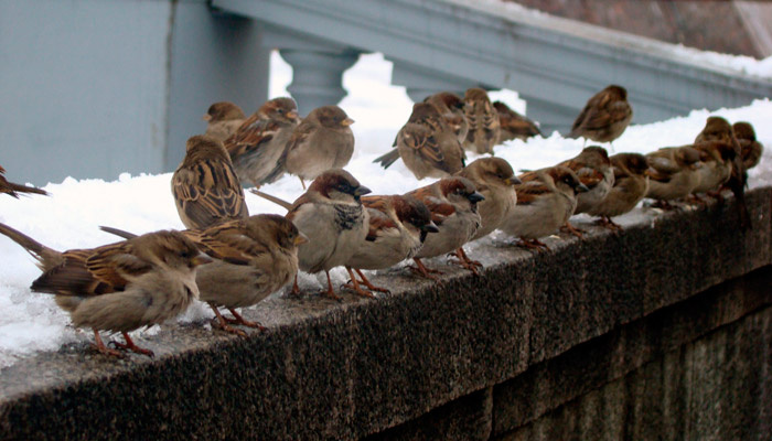 В России пересчитают воробьев. Фото: Andrey, pxhere.com