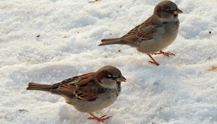 Воробьям можно помочь, подкармливая их. Фото: pxhere.com