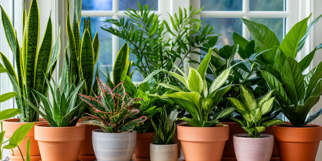 Теневыносливые растения: топ-10 для темных комнат