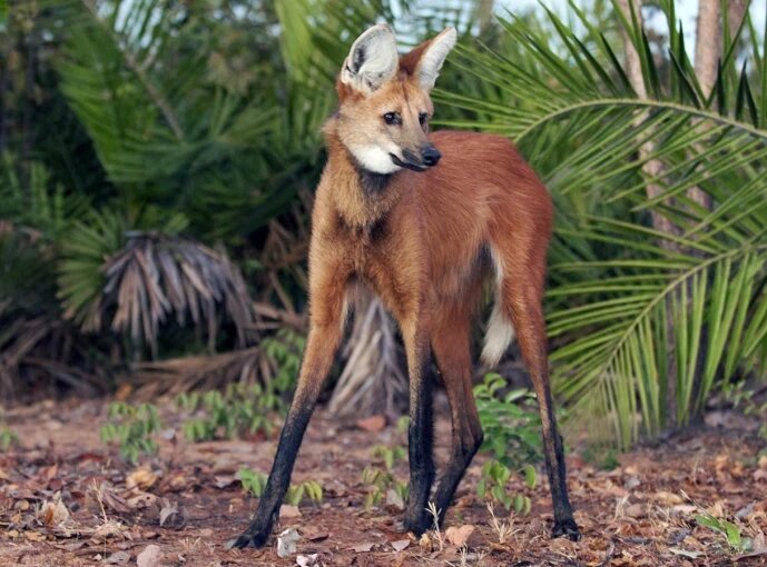 Эти уши слышат, как падает жук в траву за 50 метров. Знакомьтесь — гуара.