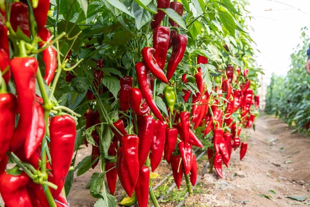 Источник фото shutterstock.com