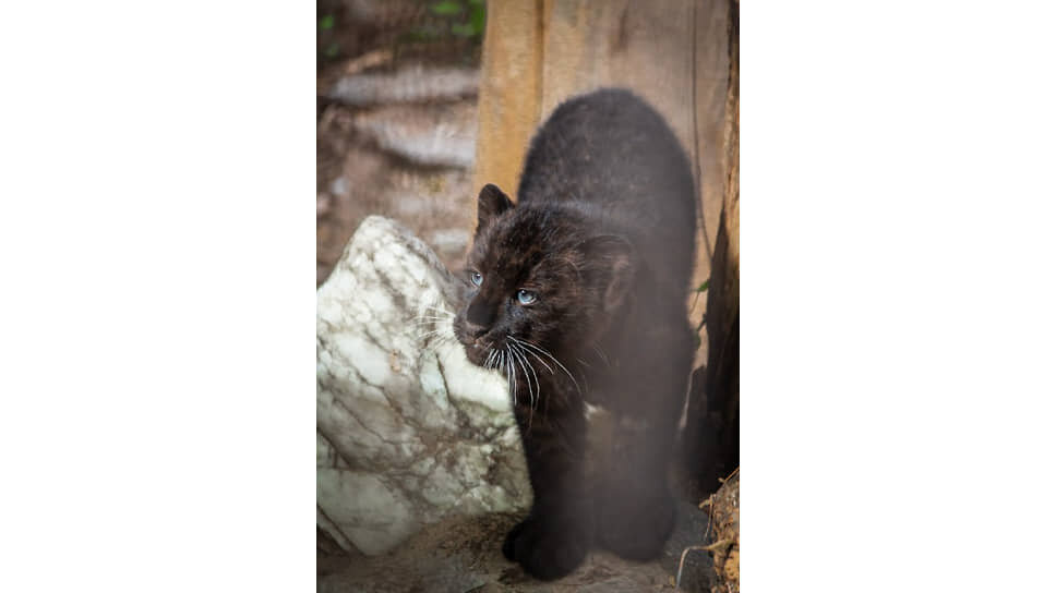 Кара.📷Фото: пресс-служба Екатеринбургского зоопарка / аэропорт Кольцово