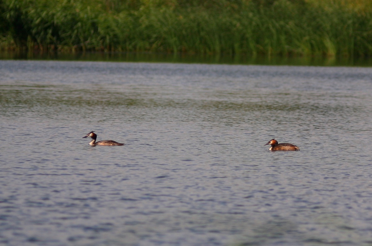 Чомги на степном озере