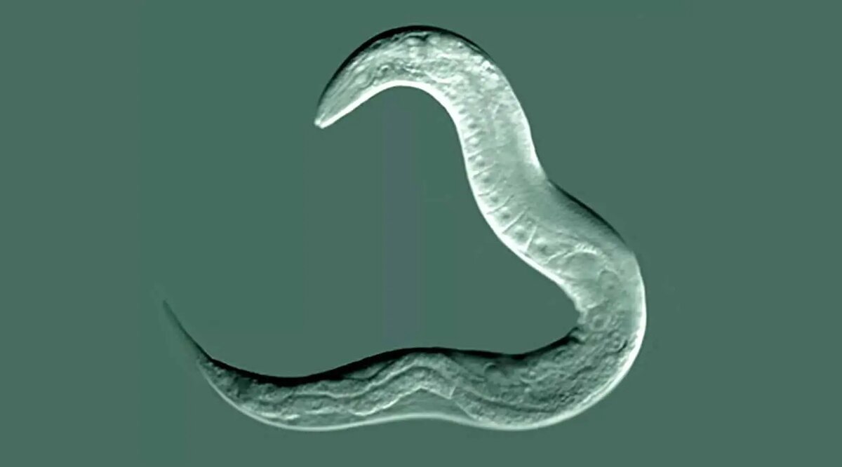    Фото: naked-science.ru Диана Петровская