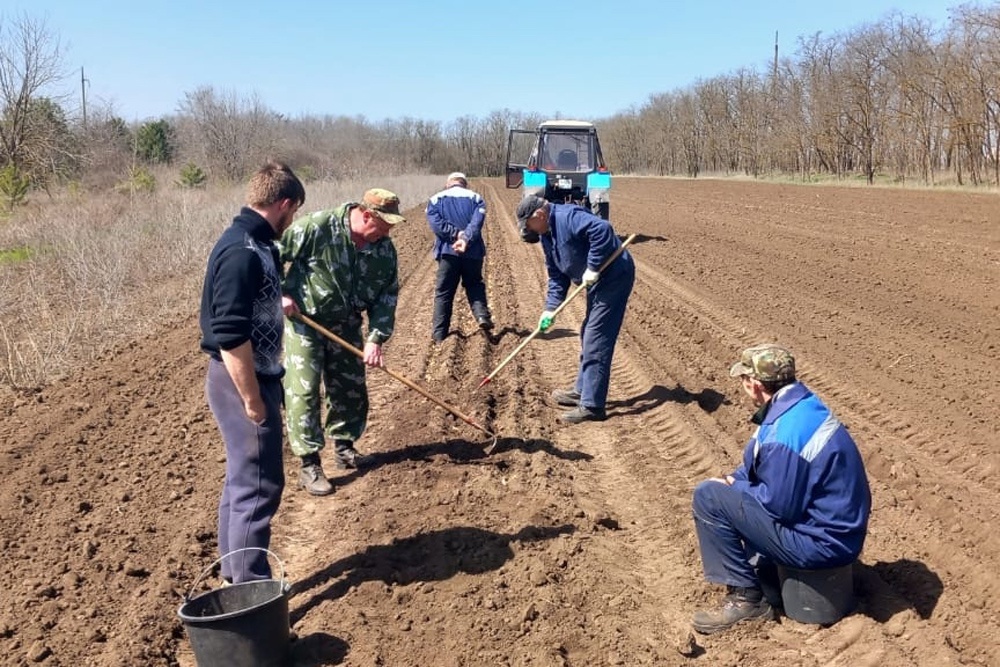    Каждый год на территории Ставрополья высаживается около 85?тысяч молодых деревьев / Олег Сергеев