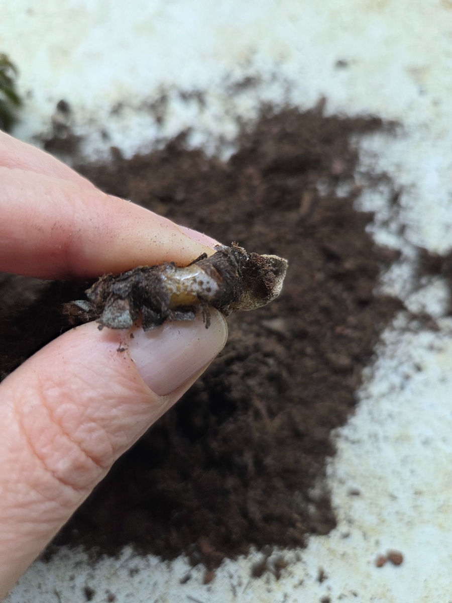 Фото: Зеленая леди, сад, семья и томатный сок 