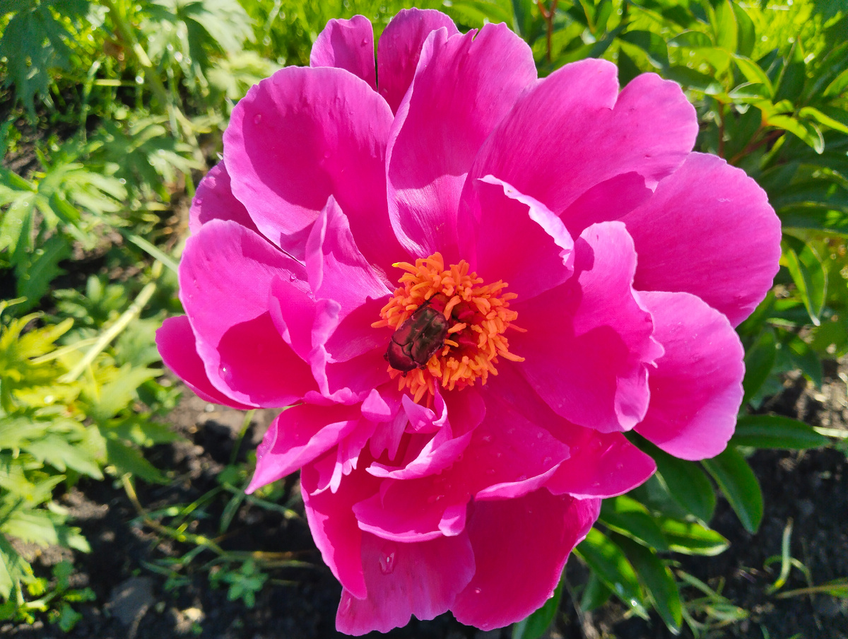 не Амабилис12.06.2025