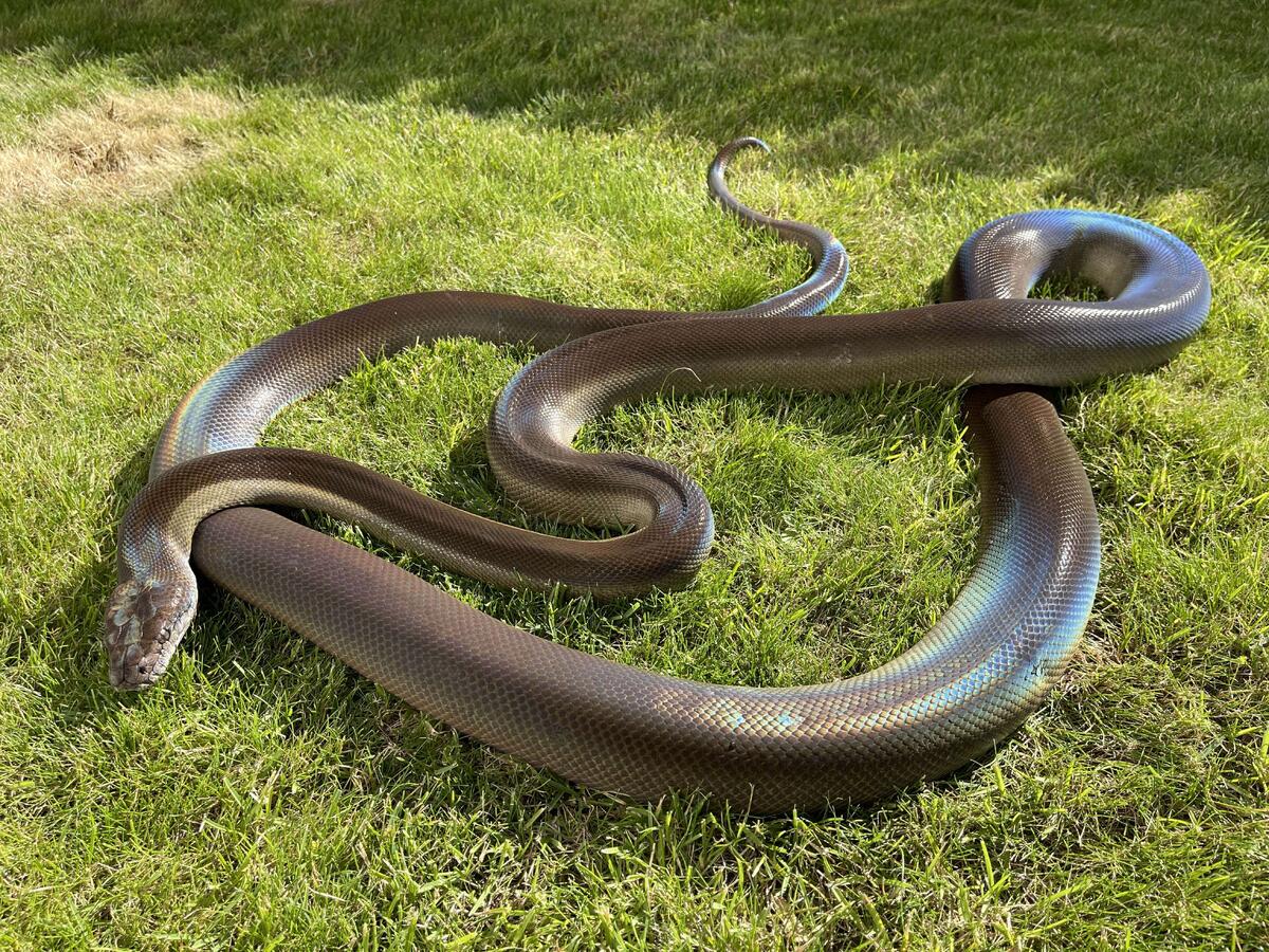 Вне террариума этот гигант часто ведет себя как любопытный котенок.