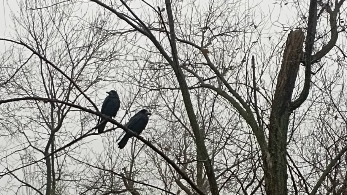    Содержание 50 саратовских кладбищ обойдется в 1,2 миллионаНовости Саратова и области – Сетевое издание «Репортер64»