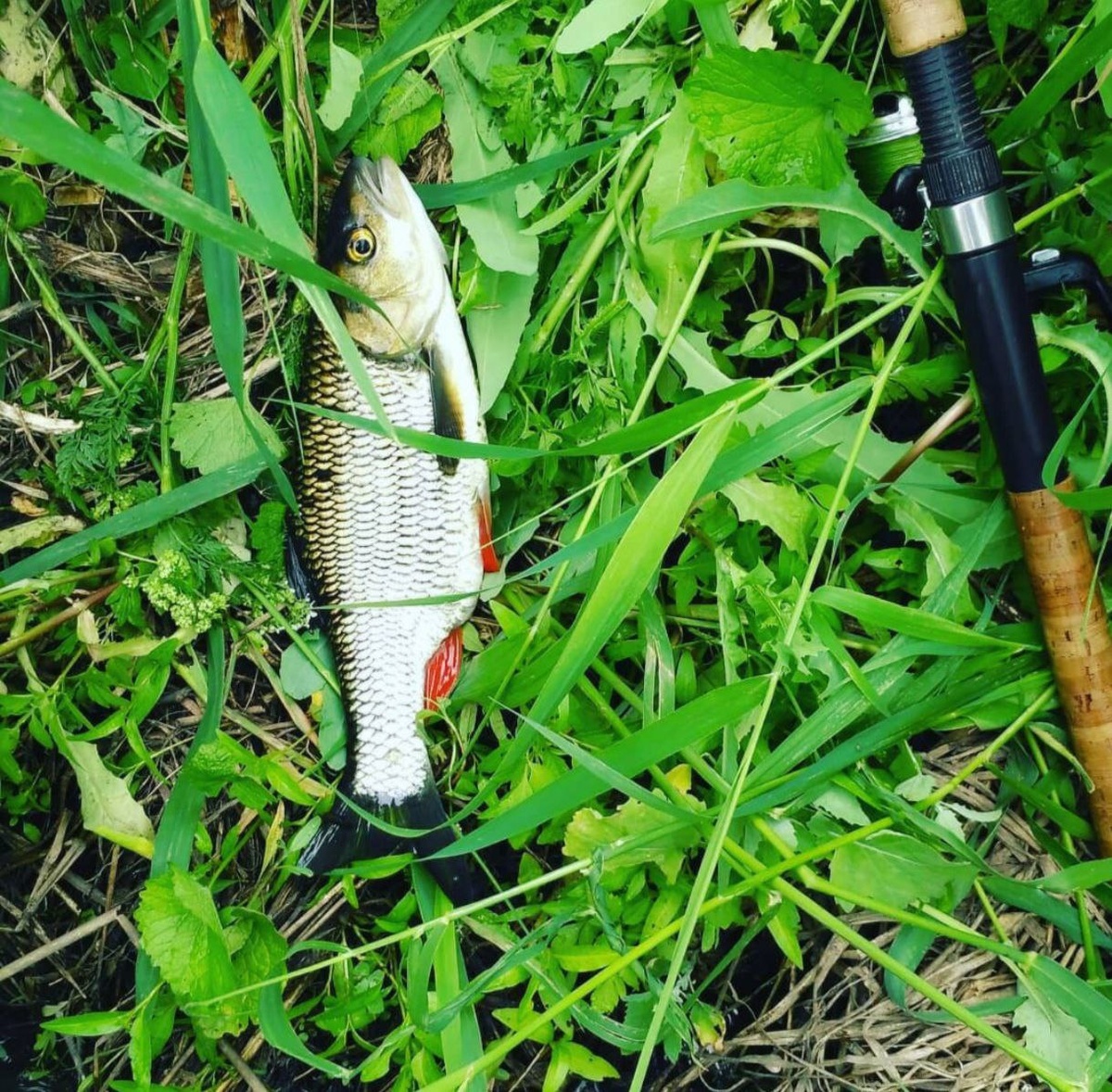 р. Уперта, На майского жука в проводку.