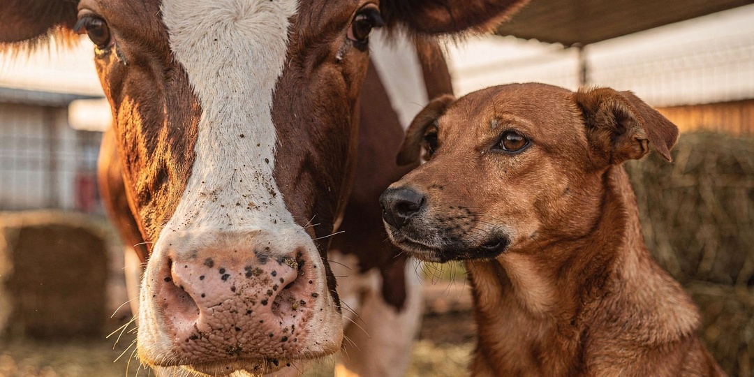 В Махачкале появится крупный приют для бездомных коров и собак