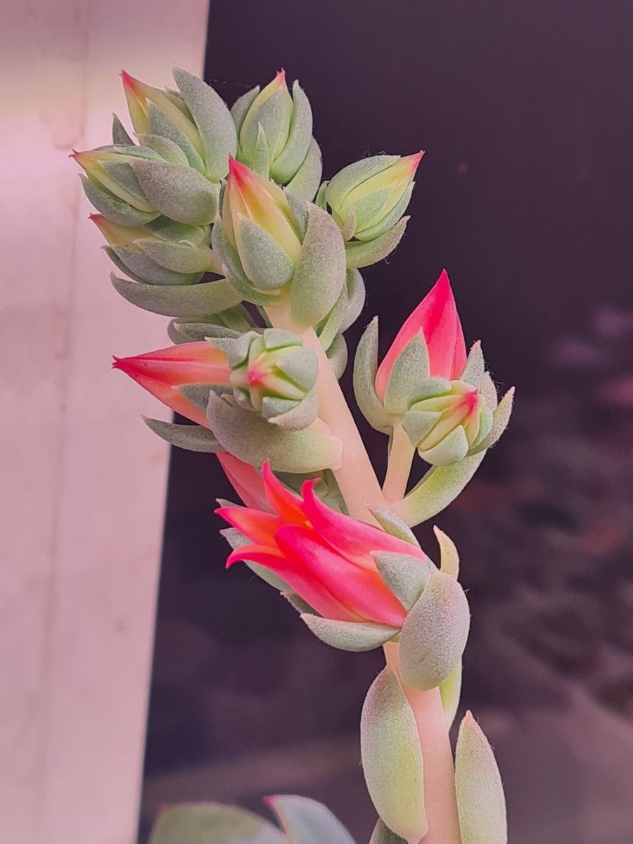 Sunny kid | Succulent