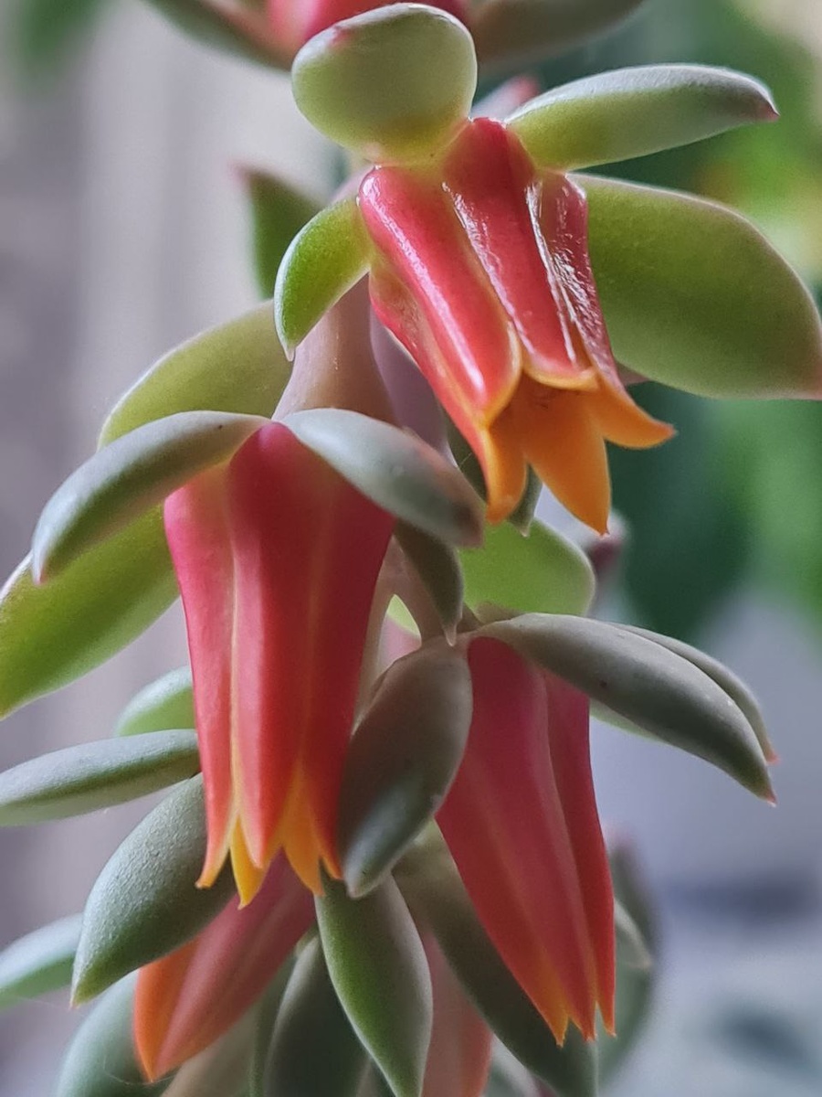 Sunny kid | Succulent