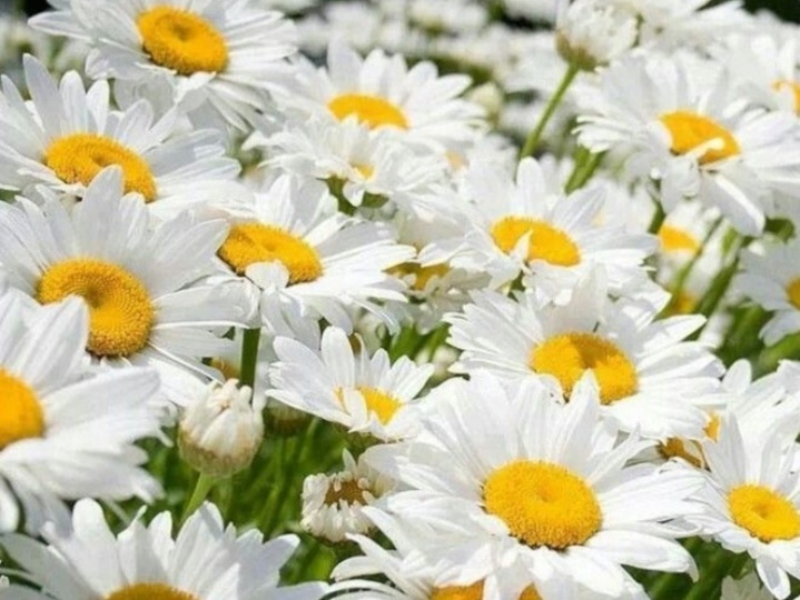 Судьбой обещанная - 2