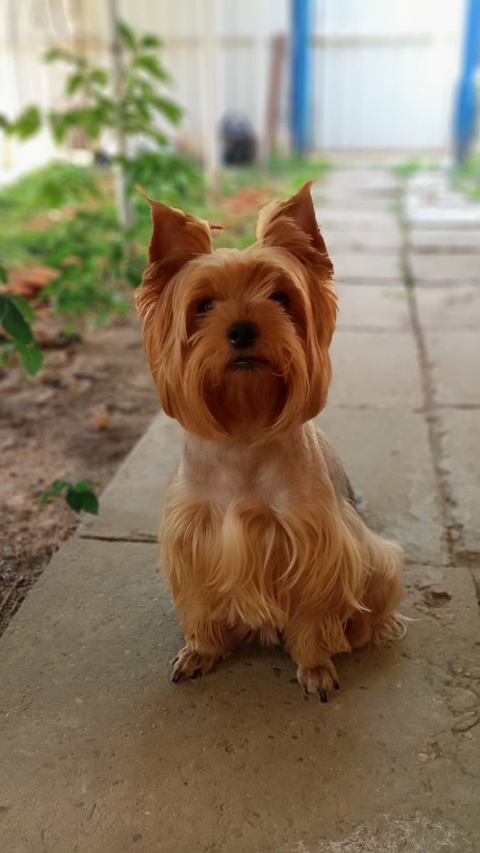 Бусенька. Красавец мужчина.