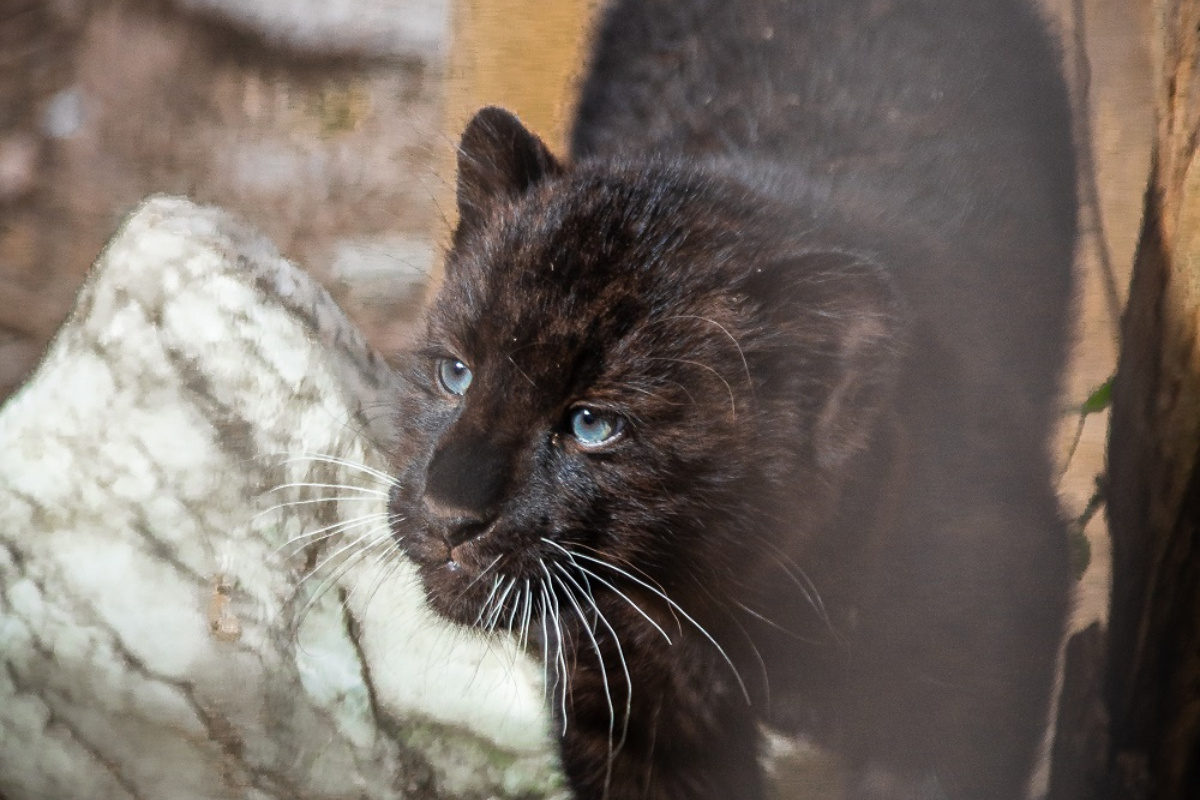    Фото: пресс-служба Екатеринбургского зоопарка.