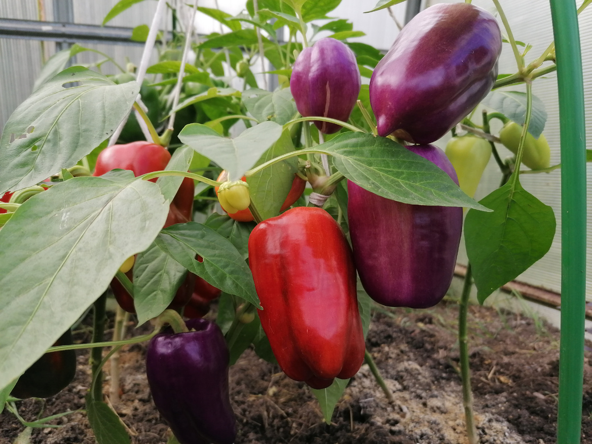 перец текила