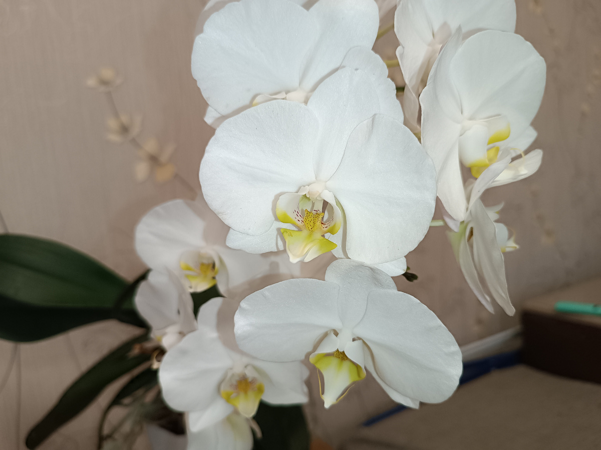 Орхидея Ноттингем