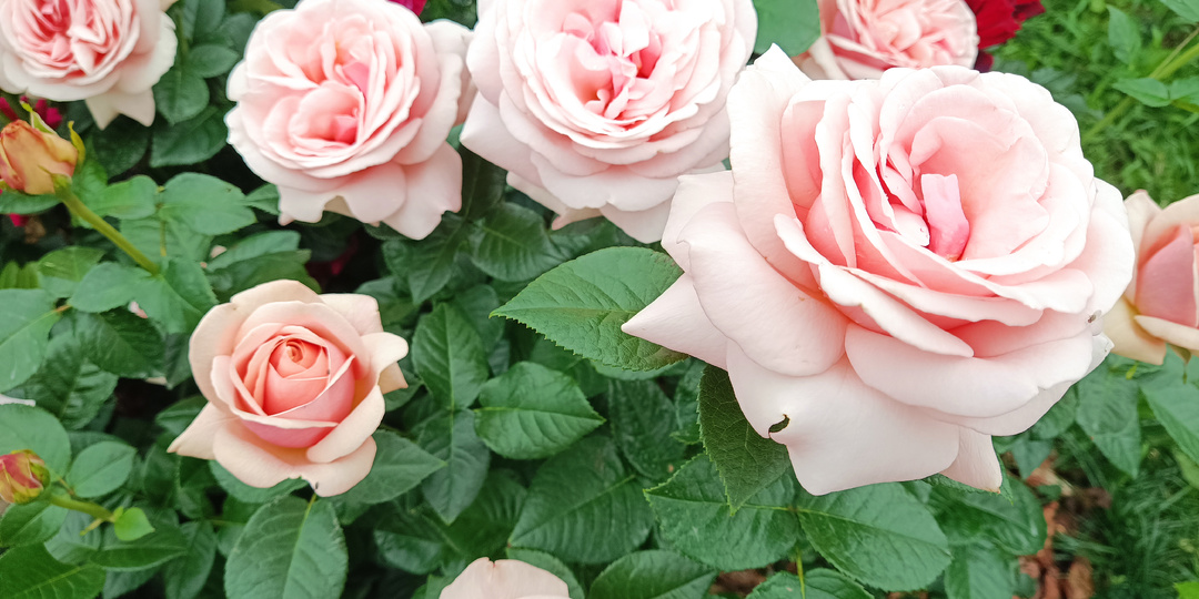 РОЗЫ И ХИМИЯ