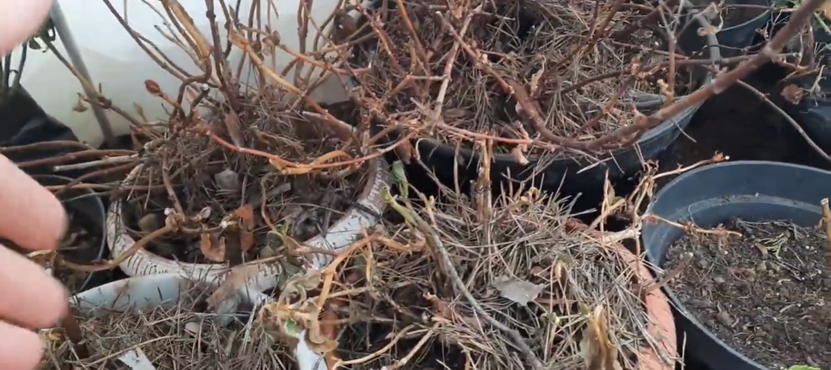 Крупнолистные гортензии зимуют в теплице.